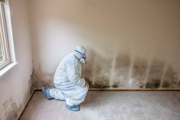 Trusted Middletown, CT Mold Inspection, Removal & Remediation Experts